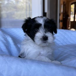 Havanese Puppies from Cralyn's
