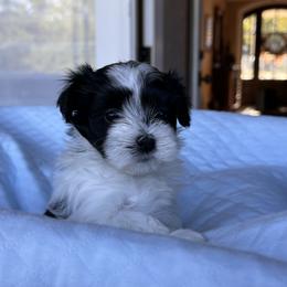 Havanese Puppies from Cralyn's
