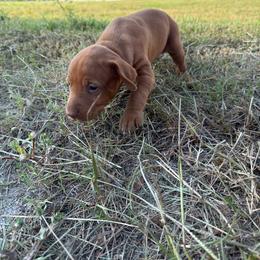 Boy 2 - Golden rust male Vizsla puppy in Blythewood, South Carolina from Mickle Farm Vizslas