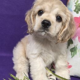 Key Line - Buff female Cocker Spaniel puppy in Greers Ferry, Arkansas from Lake Area Cuddly Cockers