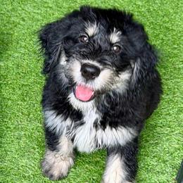 Nala (Purple)- Ready NOW - female Golden Mountain Doodle puppy in Boiling Springs, South Carolina from OlliePups, LLC