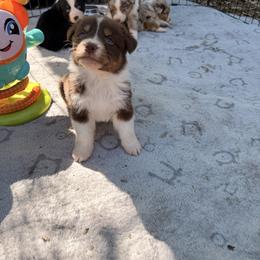 Bunny - Red tri-color male Australian Shepherd puppy in Placerville, California from BFF Aussies