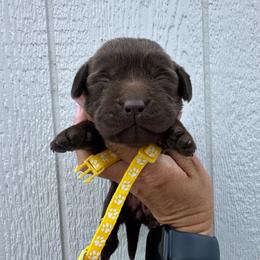 Yellow - Chocolate female Labrador Retriever puppy in Newton Grove, North Carolina from Wayalife Labradors & Gsp’s