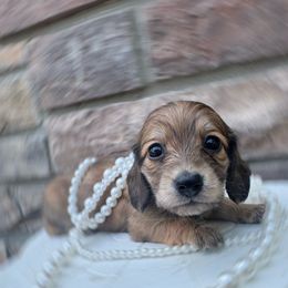 Gabrielle - Red female Dachshund puppy in Richmond, Virginia from Irresistible Dachshunds