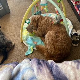 Goldendoodle All Grown Up from Lacy's Goldendoodles