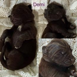 Demi - Brown female Newfoundland puppy in Goodhue, Minnesota from Claypits Newfoundlands