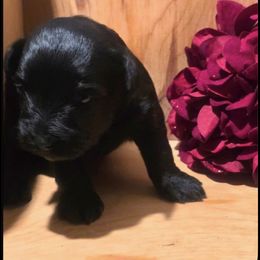 Cindy - Black female Miniature Schnauzer puppy in Charleston, South Carolina from The Miniature Life