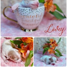 Girl 1 - Cream and white Chihuahua puppy in Stuart, Florida from Marquez Chihuahuas