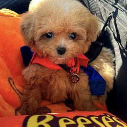 Latte - Red female Maltipoo puppy in Sugar Land, Texas from Celebrity Maltipoos
