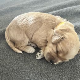 Cockapoo Puppies from Brevard County Cockapoos