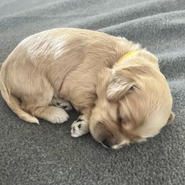 Cockapoo Puppies from Brevard County Cockapoos