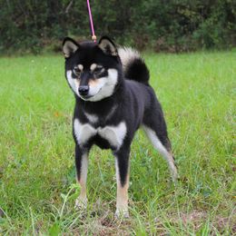 Shiba Inu All Grown Up from Boomlay Shiba