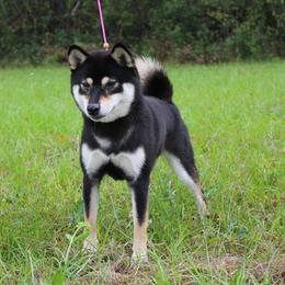 Shiba Inu All Grown Up from Boomlay Shiba