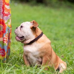 Bulldog Puppies from Brandywine Bulldogs