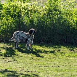 Brooks - English Setter