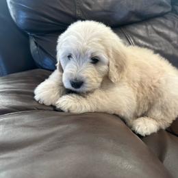 Mummy - male Golden Mountain Doodle puppy in Calhan, Colorado from Snowy Goldens LLC