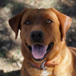 Blue - Labrador Retriever