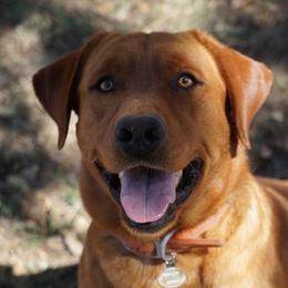 Blue - Labrador Retriever