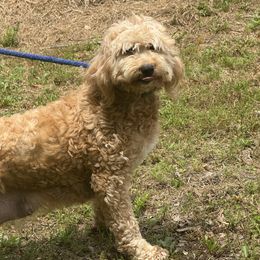 Stella - Goldendoodle