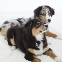 Miniature American Shepherds from Bjork Mini American Shepherds