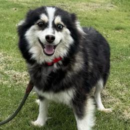 Missy - Pomsky