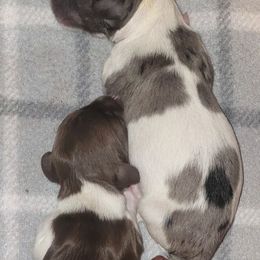 Chewy - Dapple male Dachshund puppy in Antlers, Oklahoma from MoMo's Dachshunds