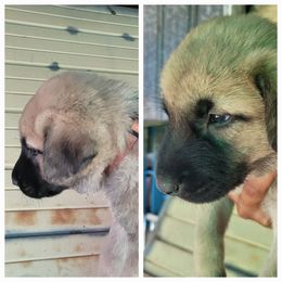 "Male 5" Anatolian Shepherd Dog Puppies from Sanjo Farm