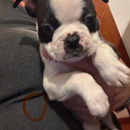 Orange - Brindle and white female Boston Terrier puppy in Charleroi, Pennsylvania from KC’s Boxers