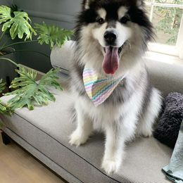 Mango - Siberian Husky