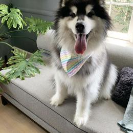 Mango - Siberian Husky