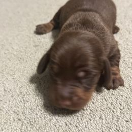 Cooper - Chocolate and tan male Dachshund puppy in Hardy, Arkansas from Tracy's Dachshunds
