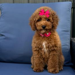 Éclair - Red  female Goldendoodle puppy in Miami, Florida from Haus of Pawz