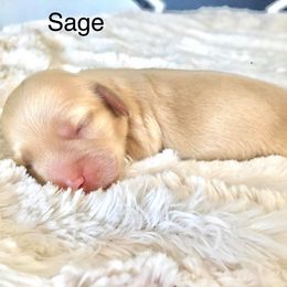 Dachshund Puppies from Leroux Creek Cream Dachshunds