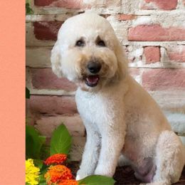 Smilin’ Savvy - Goldendoodle