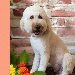 Smilin’ Savvy - Goldendoodle