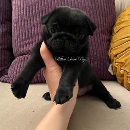 EXAMPLE - Black female Pug puppy in Coram, New York from Willow Dove Pugs