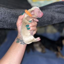 Dachshund Puppies from Monica’s Treasured Dachshunds