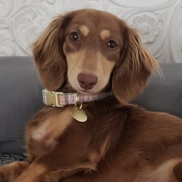 Dachshunds from Dachshunds Elite