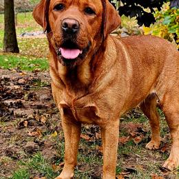 Zora - Labrador Retriever