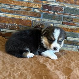 Boy3 - Black and tan male Pembroke Welsh Corgi puppy in Visalia, California from VIP Stables