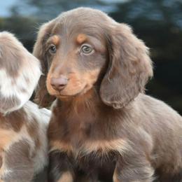 Klondike - Chocolate and tan male Dachshund puppy in Attapulgus, Georgia from KJRC Kennels
