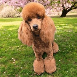 Penny - Poodle