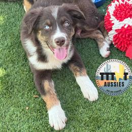 Yorick - Red tri-color male Australian Shepherd puppy in Tucson, Arizona from TTTNT Aussies