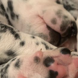Dalmatians from LUA Dals