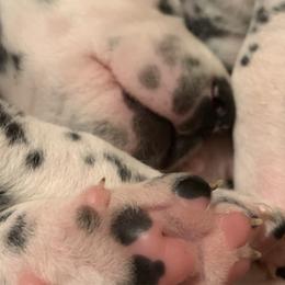 Dalmatians from LUA Dals