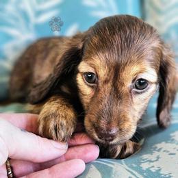 Beans - Cream female Dachshund puppy in Grants Pass, Oregon from Treasure Dachshunds