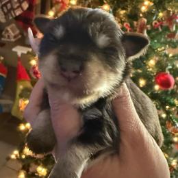 Girl 2 - Liver female Miniature Schnauzer puppy in Avondale, Arizona from Campos Schnauzers
