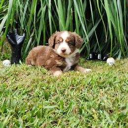 Wynonna - Red tri female Miniature Australian Shepherd puppy in Gainesboro, Tennessee from Family Tradition