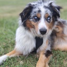 Australian Shepherds from House of the Moon Aussies