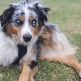 Australian Shepherds from House of the Moon Aussies